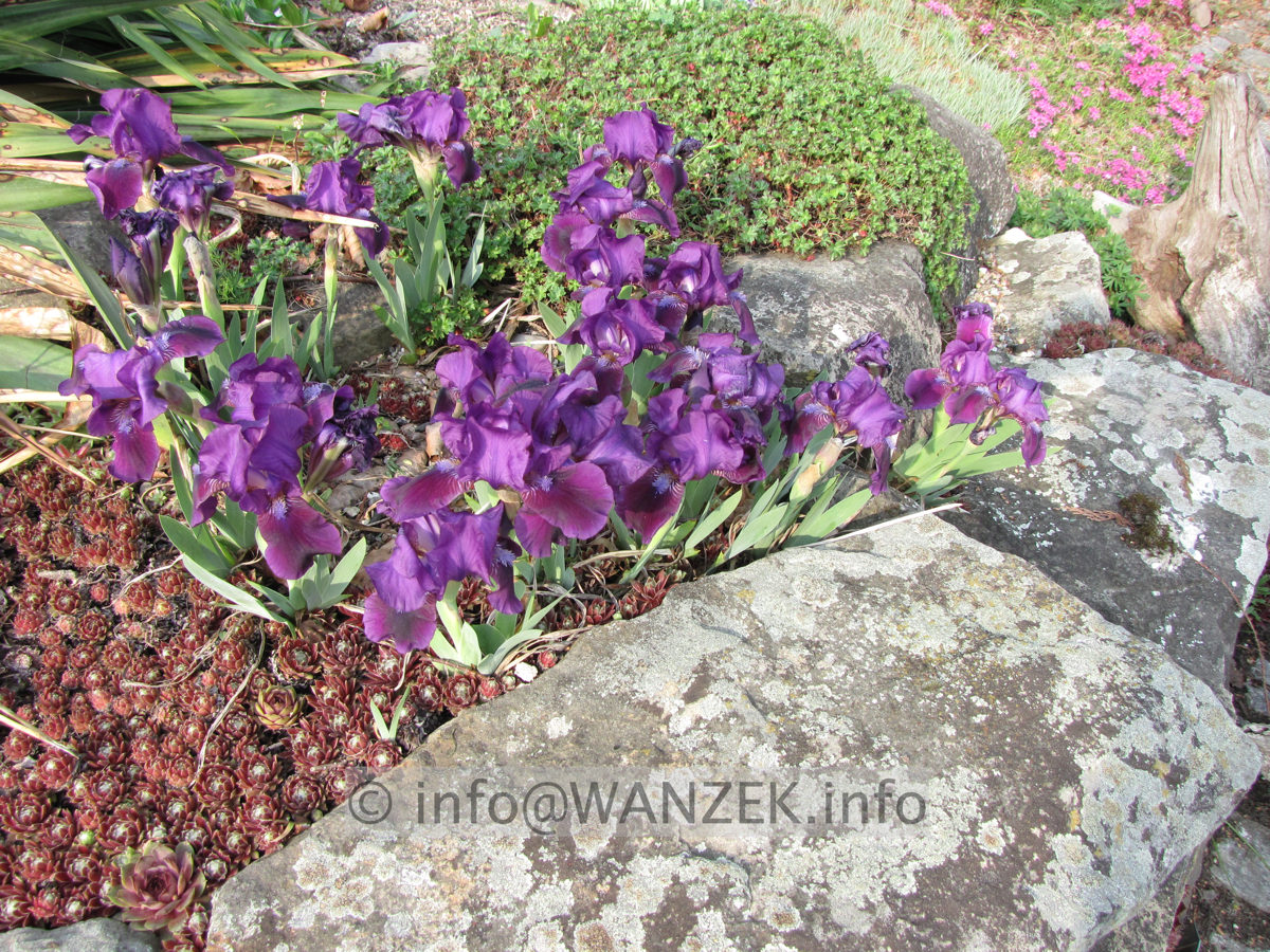 Iris barbata nana Cherry Garden rotviolett am Stein vor Teich.JPG